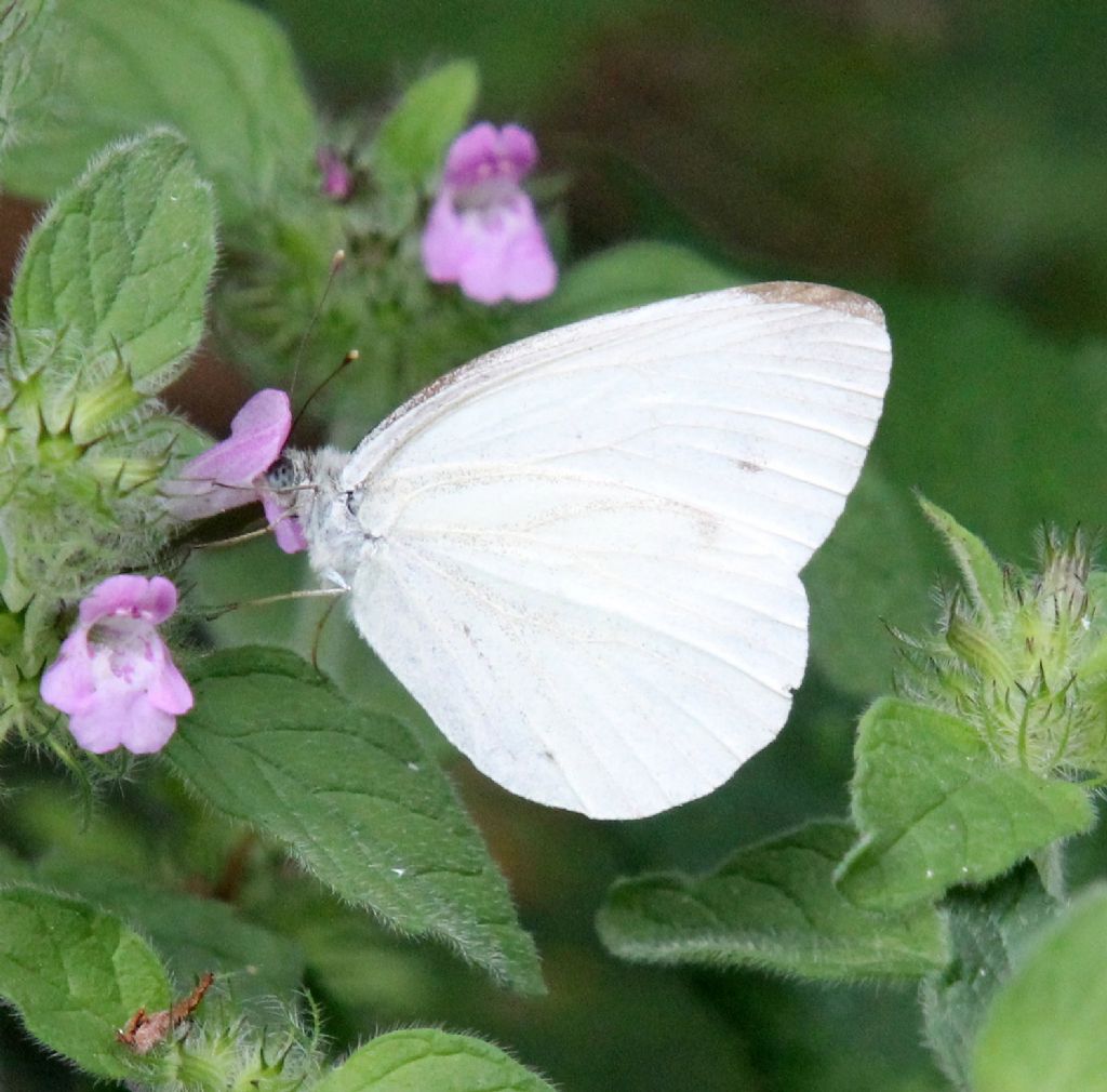 Pieris napi?  S